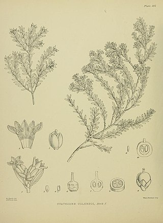 <i>Acrothamnus colensoi</i> Species of flowering plant