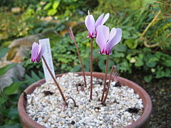 Cyclamen confusum.