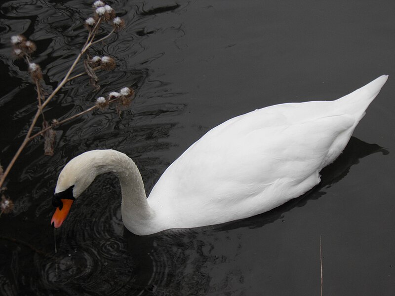 File:Cygne tuberculé (Cygnus olor) (16).jpg