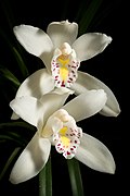 Cymbidium eburneum var. longzhouense Z.J.Liu & S.C.Chen, Acta Phytotax. Sin. 44 179 (2006) (49750191441).jpg