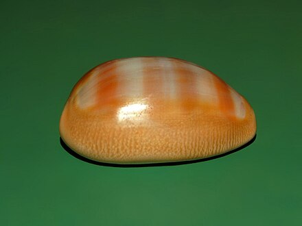 A shell of Lyncina schilderorum from Hawaii, lateral view, anterior end towards the right Cypraeidae - Lyncina schilderorum - Hawaii-1.JPG