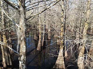 Six Mile Cypress Slough Preserve