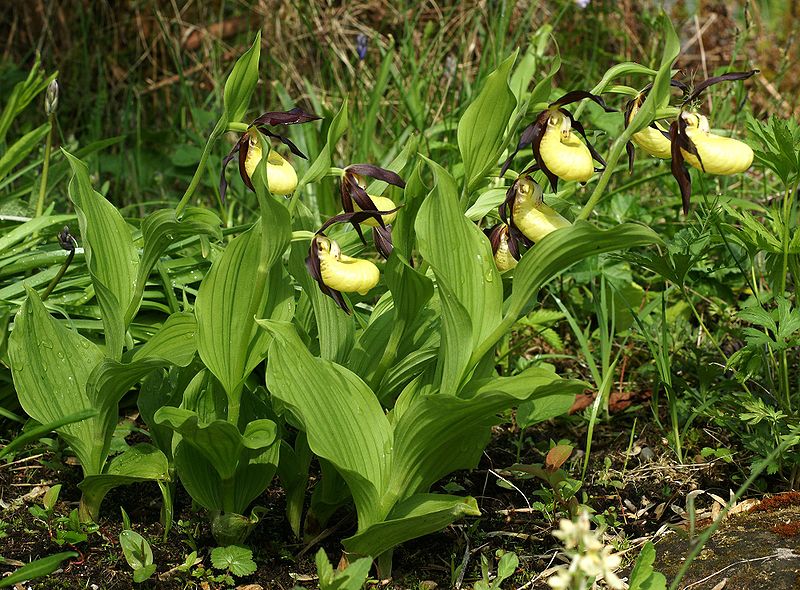 File:Cypripedium calceolus Orchi 003.jpg