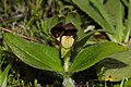 Cypripedium elegans