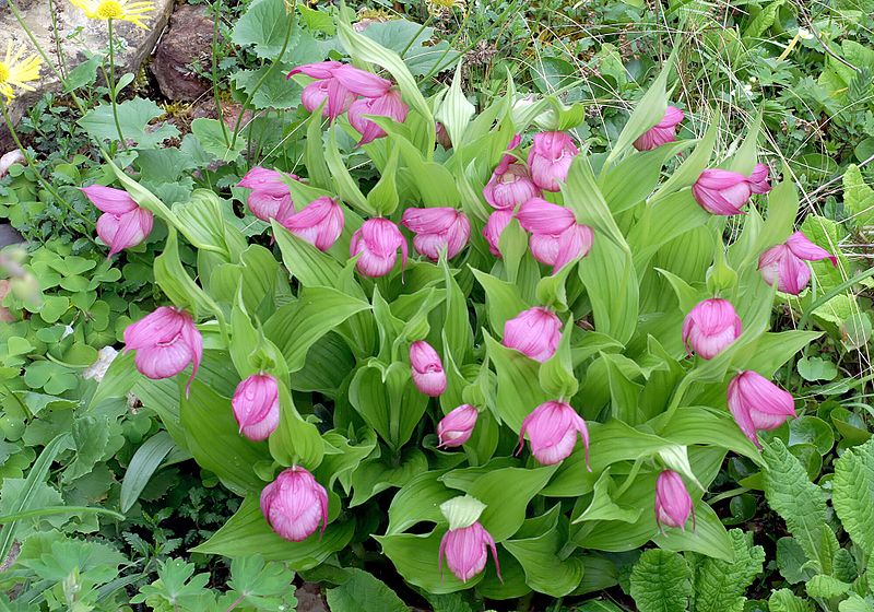 File:Cypripedium macranthos Orchi 294141.jpg