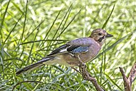 State Bird of Türkish Cyprus