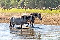 * Nomination Dülmen pony in the Merfeld Bruch, Merfeld, Dülmen, North Rhine-Westphalia, Germany --XRay 03:43, 28 May 2020 (UTC) * Promotion  Support Great photos! Good quality -- Johann Jaritz 03:53, 28 May 2020 (UTC)