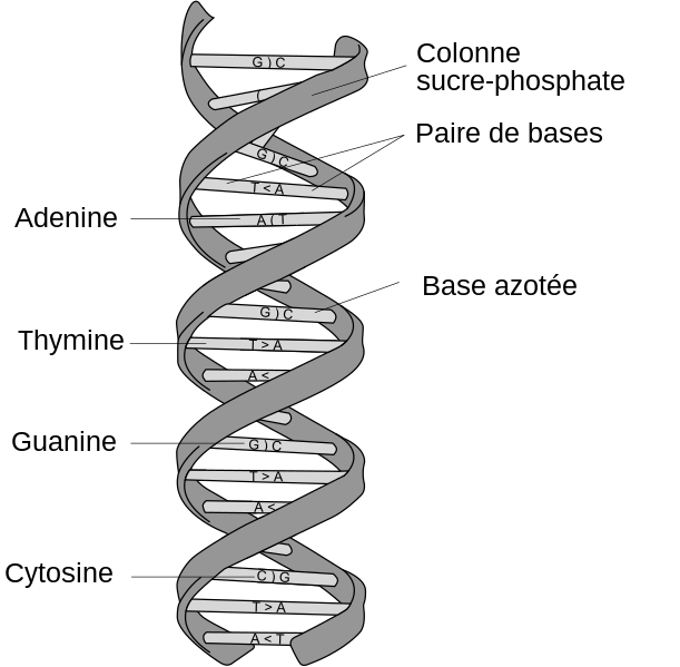 File:DNA structure and bases FR.svg