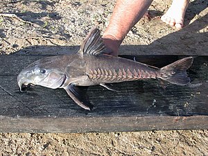 Black catfish (Oxydoras niger)