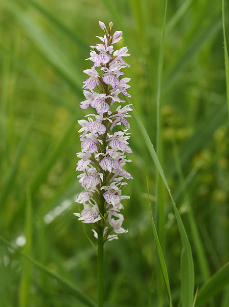 File:Dactylorhiza fuchsii (flower spike).jpg