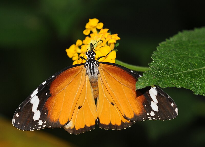 File:Danaus chrysippus (1).jpg