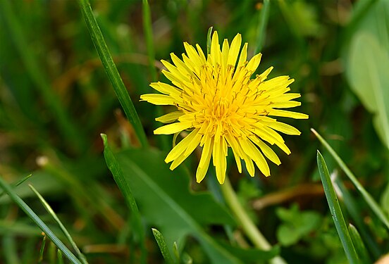 Spring is here with Dandelion