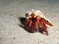 Dardanus megistos at Gilli Lawa Laut (near Komodo, Indonesia)