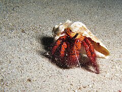 D. megistos at Komodo, Indonesia