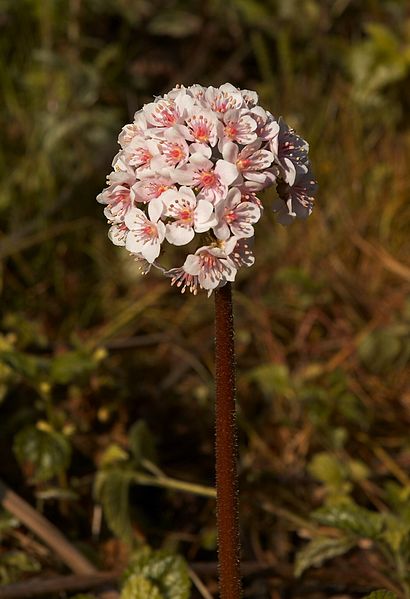 File:Darmera peltata B.jpg