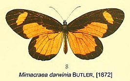 Mimacraea darwinia