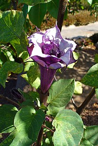 Datura metel 'Fastuosa' Flower