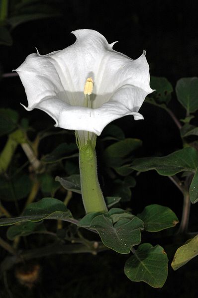 Datura innoxia in flower