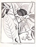 Deguelia scandens (Lonchocarpus scandens - Fabaceae) Pl. 300 Aublet (1775) .jpg