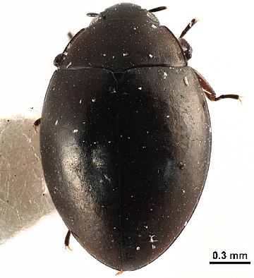 Myxophaga