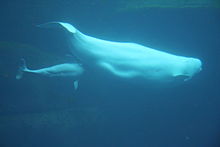 Beluga Whaleの意味 使い方 読み方 Weblio英和辞書