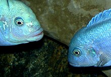 Male (left) and female Cobalt Zebras (M. callainos) are not dichromatic, but have different mouths Detail of sexually dimorphic mouth structure 110941708.jpg