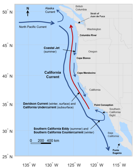 This diagram shows the southward-flowing California Current, which ranges from the Strait of Juan de Fuca to Baja California. The California Undercurrent (subsurface) and Davidson Current (surface) flow northward, with the surface flow limited to winter months. The Southern California Eddy/Countercurrent occurs in the Southern California Bight.