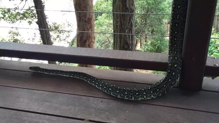 Fail:Diamond Python (Morelia spilota spilota).webm