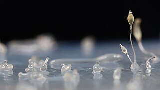 Dictyostelid Group of slime moulds