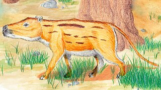 <i>Didolodus</i> Extinct genus of mammals