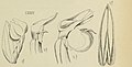 Hylophila lanceolata (as syn. Dicerostylis lanceolata) figure 85 in: Johannes Jacobus Smith: Die Orchideen von Java Figuren-Atlas - 1. Heft Leiden (1908) (Detail)