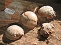 Fossilized dinosaur eggs in the Museum of National History in Ulaanbaatar