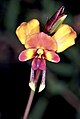 Diuris magnifica