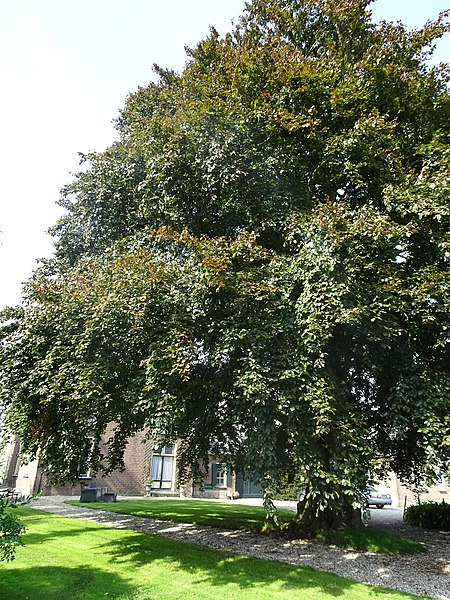 File:Dodewaard Groene Woud Kerkstraat 1 2.jpg