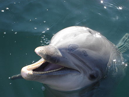 The face of a common bottlenose dolphin
