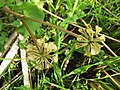 Dotterbloem (Caltha palustris subsp. palustris). Zaaddozen.