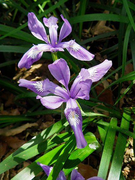 File:Douglas Iris (5751672298).jpg