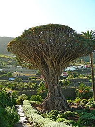 Der größte Kana­rische Drachen­baum wächst auf Teneriffa.