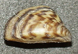 Dreissena polymorpha3.jpg