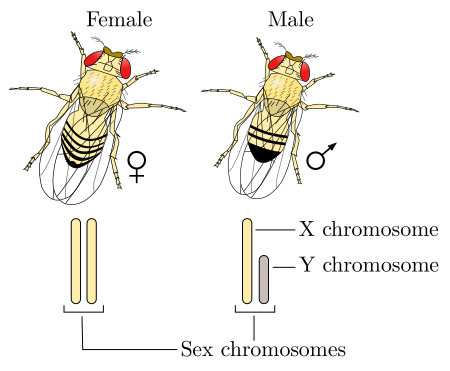 Tập_tin:Drosophila_XY_sex-determination.svg