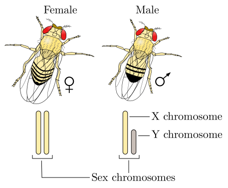 File:Drosophila XY sex-determination.svg