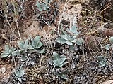 Dudleya arizonica 173531222.jpg