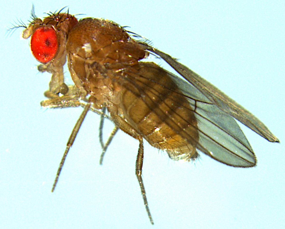 Drosophila melanogaster - Wikipedia