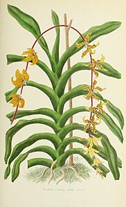 plate 46 Vanda lowii Dimorphorchis lowii