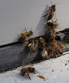 Pollen Color Chart Bees