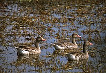 Three eastern greylag geese (A. a. rubrirostris) at Keoladeo National Park in Rajasthan, India Eastern Greylag Geese (Anser anser rubrirostris) (20754135376).jpg
