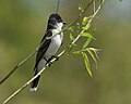 Thumbnail for File:Eastern Kingbird (34425609511).jpg