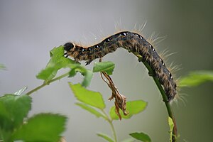 Malacosoma americanum larva