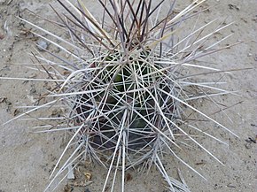 Descrizione dell'immagine Echinocereus enniacanthus 3.jpg.