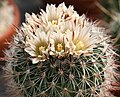 Miniatura per Stenocactus